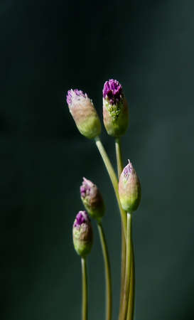 Blossoming buds on a dark green background. selective soft focus. copyspace. the artistic composition is suitable for both paintings in the interior and for photo wallpapers. interior designの写真素材