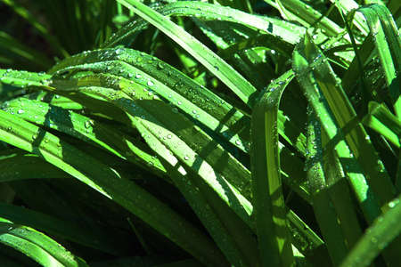 natural background with brilliant iridescent dew drops on bright juicy green leaves . selective focus, copy space. the concept of freshness in the early morning.の写真素材