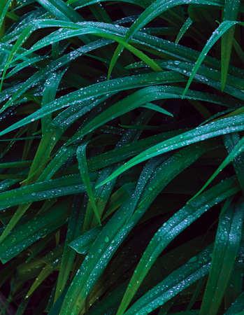 Fresh grass with dew drops close up. Morning dew on the leaves. natural background with brilliant rainbow dew drops on bright juicy green leaves. selective focusing. the concept of freshness.の写真素材