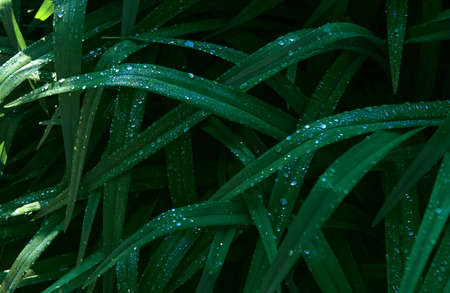 natural background with brilliant rainbow dew drops on bright juicy green leaves. selective focus. the concept of freshness of a summer morning. interior design. banner. close up of dew on leavesの写真素材
