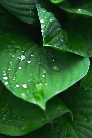 drops of water on the leaves of exotic leaves. green background of nature. selective focus.Tropical nature and summer freshness concept. copyspace. Close-up of leaves with dew drops.の写真素材