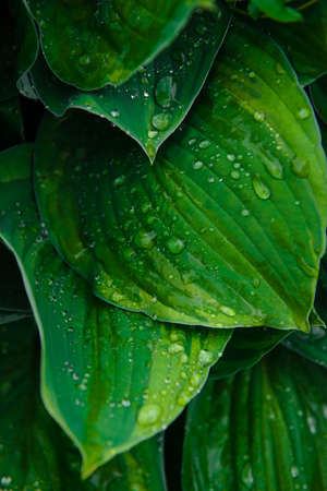 drops of water on the leaves of exotic leaves. green background of nature. selective focus. the...