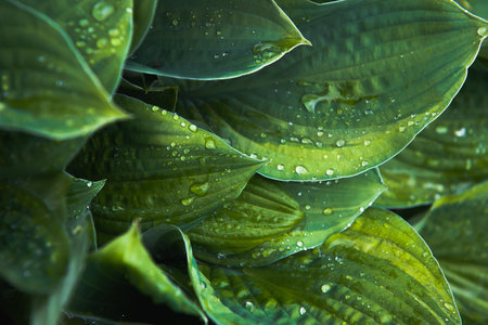 drops of water on the leaves of exotic leaves. green background of nature. selective focus. the concept of freshness. painting interior design. banner. Close-up of leaves with dew drops.の写真素材