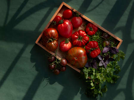 Kitchen still life, top view-colorful tomatoes of different sizes and types. cilantro and basil decorate the frame and give an appetite.advertising of high-quality products.Selective focus. copy spaceの写真素材
