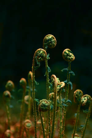 The birth of a fern in the rays of the sun in the forest. a great picture in the interior, in green tones. Birth. spring. selective focus, copy space. artistic style. painting in the bedroomの写真素材