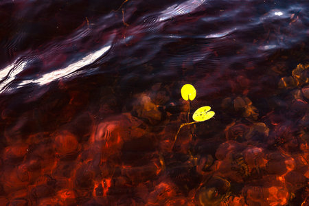 Abstract nature background of real beauty. Ocean bokeh, sea ripples on the surface of waves. Shadow texture of underwater depth bottom sand through water liquid. modern design. red-yellow shadesの写真素材