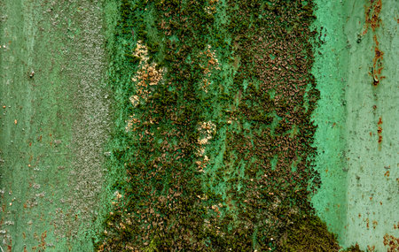 Moss on the surface of the green wall. background of nature. The texture has the color of green...