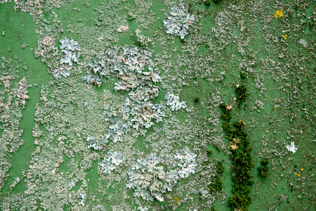 The texture of an old worn wall in shades of green. Old boards covered with moss and lichen. Rough, battered surface. copyspace. artistic backgroundの写真素材