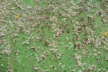 Olive natural background with light roughness, moss and lichen. Horizontal photo in green. Pickled cucumber or crocodile shade. Textured surface template for eco-banner, posterの写真素材