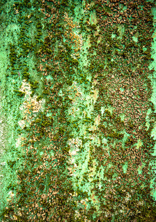 Olive natural background with light roughness, moss and lichen. Horizontal photo in green. Pickled cucumber or crocodile shade. Textured surface template for eco-banner, posterの写真素材
