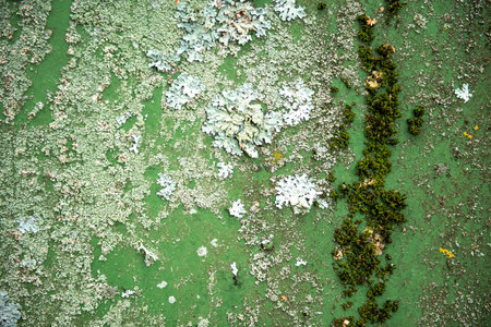 Moss on the surface of the green wall. background of nature. The texture has the color of green moss. The texture of the old wall. shades of green. copy spaceの写真素材