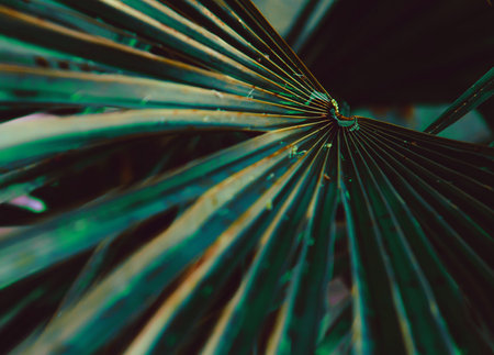 Closeup Tropical Leaves Nature and Dark Tone Background Concept. Drops of dew on the branches of palm trees, in neon light, the concept of tropical freshness. defocusing Selective focus. copyspace.の写真素材