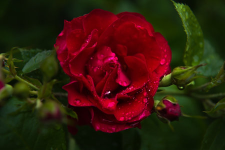 Flower arrangement of scarlet roses, close-up in dew drops, shimmering in daylight, close-up on a background of green bokeh. the concept of a floral background. selective soft focus. space for copyingの写真素材
