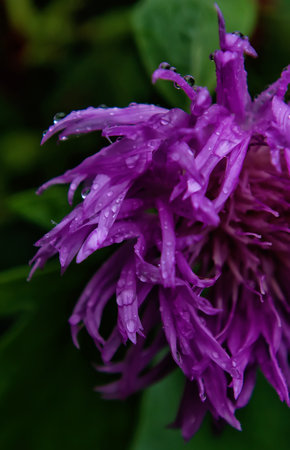 The flower head of a purple cornflower in dew drops, shimmering in daylight, close-up against a background of green bokeh. the concept of a floral background. selective soft focus. copy spaceの写真素材
