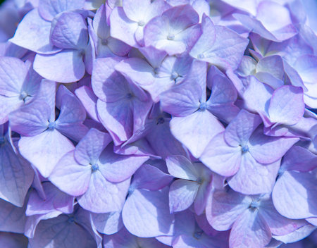 Blue hydrangea or hydrangea flower with dew in small color variations from blue to purple. Small...