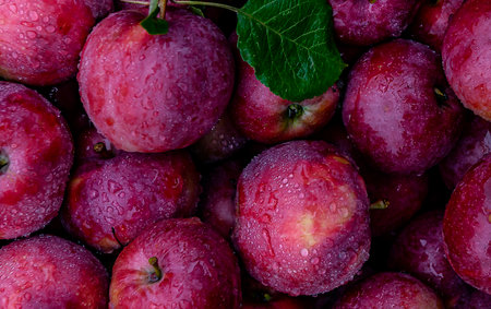 A Full-Frame Shot Of Juicy Apples. Bright red apples in raindrops. background of juicy fragrant apples in the rain. Attention-grabbing background, adorable, seductive, sexy.の写真素材