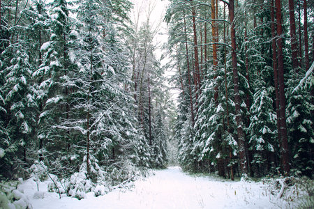 Pines and first covered with snow on a frosty day. Beautiful winter panorama.The atmosphere of...