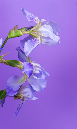 Beautiful purple irises on a purple background. spring mood. spring minimalism. space for copying. the concept of tenderness and a women's holiday. irises close-up.の写真素材