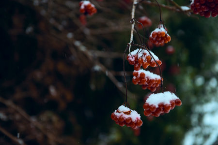 Winter frozen viburnum under the snow on the background of juniper. Viburnum in the snow. red berries. Wonderful winter. frost. poster in the interior,the concept of a bright festive winter.copy spaceの写真素材