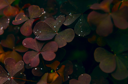 Abstract texture of tropical leaves.Macro background with tropical leaves close-up and dew...