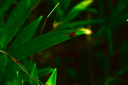 A red beetle on a green leaf in bright sunlight with highlights. Summer macro photography, natural background. Minimalism, a summer concept for posters, postcards. Copy space. the concept of ecologyの写真素材
