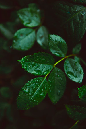 Drops of water on the leaves. Green background of nature. Selective focus. The concept of freshness. design poster. banner. Close-up of leaves with dew drops. Electoral electoral focus. artistic viewの写真素材
