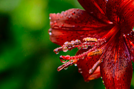 Reproductive organs of a flower in dew drops close-up. the concept of reproductive medicine, gynecology and urology. Bright spring background. soft selective focus. sensuality and sexuality. macroの写真素材