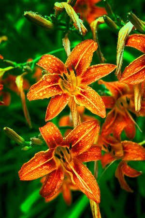 Bright orange lilies after the rain, in shiny drops, shimmering in the sun. The concept of summer freshness and bright colors. Great summer poster, floral background with copy space. advertisingの写真素材