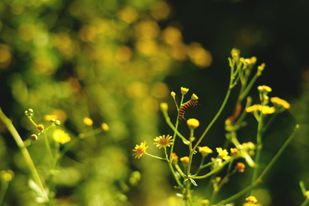 a glade of yellow flowers in bright sunlight. the caterpillar sits on the flower, soft focus, restrained. strong contrast, similar to the effect of the bright midday sun.の写真素材
