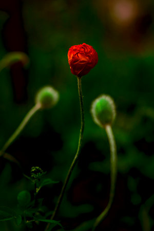 Close-up of a blooming red poppy flower, against a background of greenery and other unopened buds. photography in a dark key. Spring still life, bokeh. The concept of awakeningの写真素材