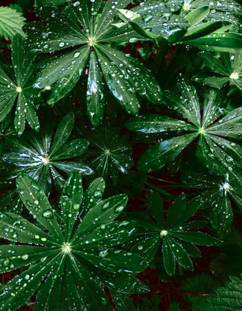 Dew drops on the leaves of exotic plants. green nature background. selective focus. freshness concept. poster design. banner. Close-up of leaves with dew drops. artistic look. advertising. copy spaceの写真素材