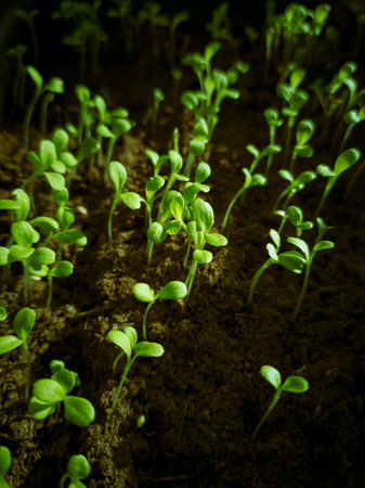 close-up of small shoots of the first greenery in the soil growing in the garden, spring farming, blurred background. selective focus, copy space. spring awakening in nature, time to plant seeds.の写真素材