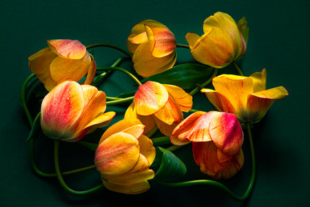 Creative layout of tulips on a green background close-up.The concept of the holiday.Minimalistic floral modern concept.copy space. Fashionable decorative design from nature. Greeting card with flowersの写真素材