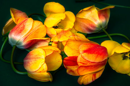 Beautiful Tulip FLowers in Close-up of different shades on a dark background, the concept of composition, Amazing Wallpaper. A greeting Card.flower layout.copy space.Minimalistic floral Modern Conceptの写真素材