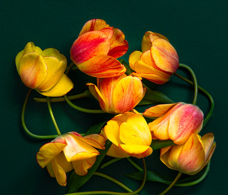 beautiful yellow tulips close-up on a dark background, randomly laid out, top view. the concept of composition. A greeting card. flower layout. copyspace. Minimalistic floral modern concept. posterの写真素材