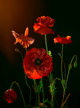 Isolated pattern of poppy flowers in vintage style on a dark background. opium. Red flower for background, texture, wrapper pattern, frame or border. Floral pattern. close up. stylish posterの写真素材