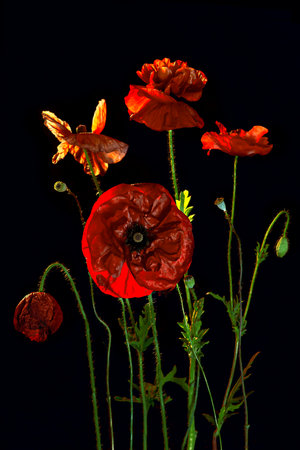 Isolated pattern of poppy flowers in Vintage style. Photo in a Dark key. Mysterious opium. Red flower for background, texture, wrapper pattern, frame or border. Floral Pattern. Close-up.Stylish posterの写真素材
