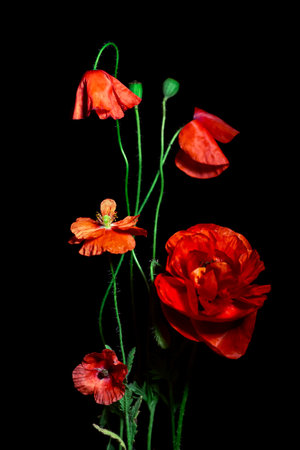 A stylish composition of Opium Flowers on a dark background. Ideal for interior decoration, Posters. Fantastic and mysterious flower arrangement. Opium Flowers fascinate and attract the eye. Passion.の写真素材