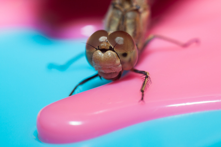 dragonfly with large eyes insect macro closeup