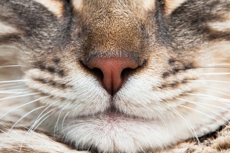 cat nose mustaches closeup asleep satisfied pretty sweetの写真素材