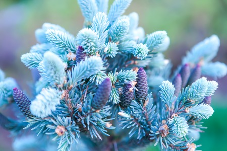 branch of a Christmas tree with blue needles and young cones Young cones on a fluffy tree blossom bloomの写真素材