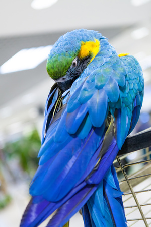 Beautiful tropical macaw blue and yellow color exotic