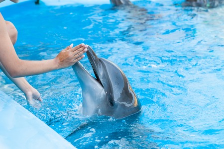 show with dolphins in the Dolphinarium family vacationの写真素材