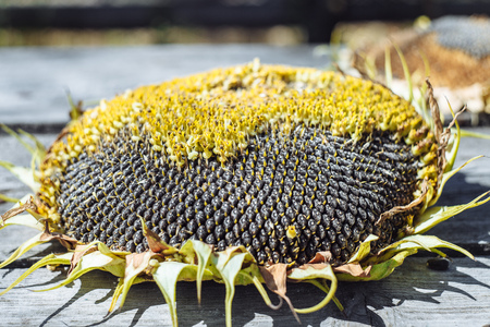 ripe seeds flower sunflower closeup outdoors in summerの写真素材