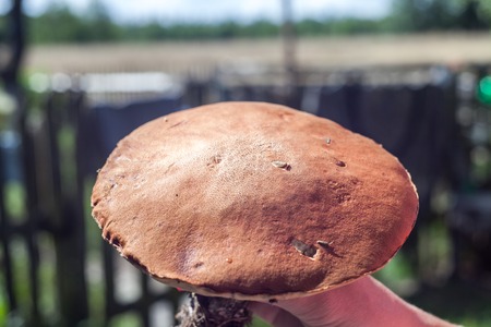 mushroom, large, food, hand, forest healthy autumn brown natural picking collect season fungusの写真素材