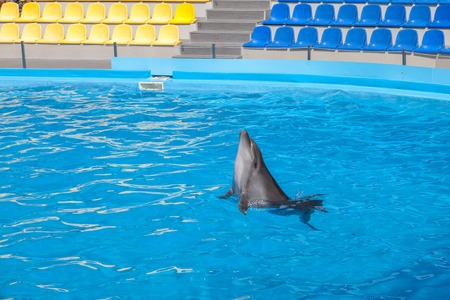 show with dolphins in the Dolphinarium family vacationの写真素材
