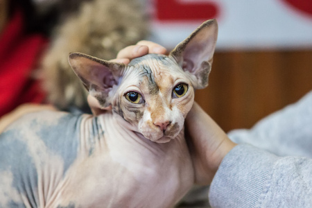 Hairless cats, cat breeds, hairless, sphinx,の写真素材