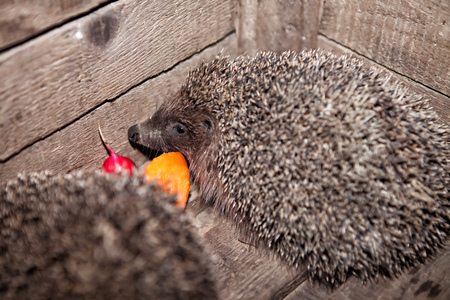 The hedgehog, home in a box, in a boxの写真素材