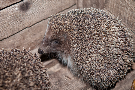 The hedgehog, home in a box, in a boxの写真素材