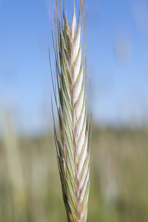 Farmer hand keep green wheat spikelet. Green wheat in the hands.の写真素材